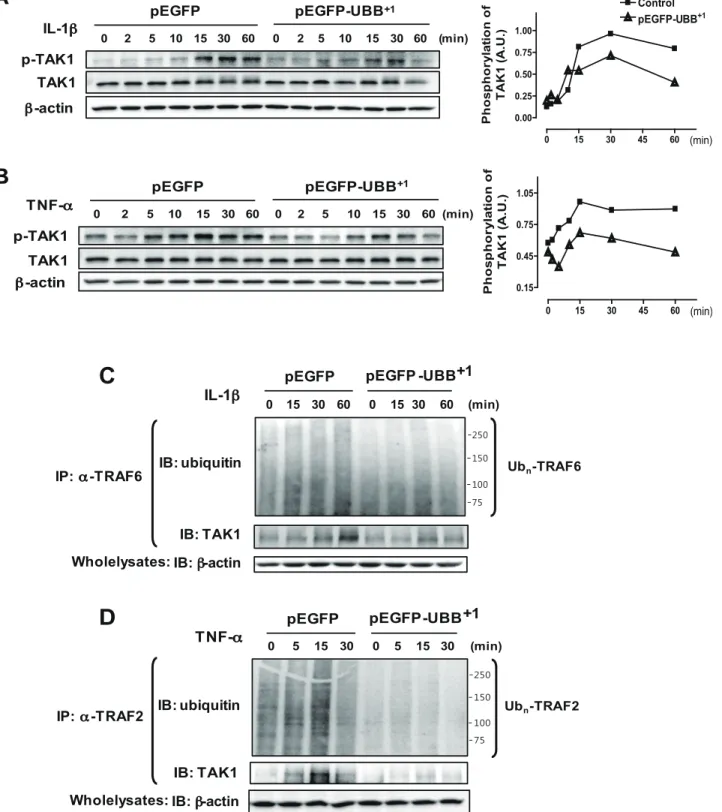 Figure 4. Inhibitory effect of UBB +1 on IL-1b- and TNF-a-induced TAK1 phosphorylation by polyubiquitylation of TRAF6 and TRAF2