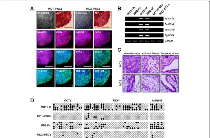 Fig. 1 Generation of MD-iPSCs. a Expression of pluripotent markers in MD-iPSCs. MD1- and MD2-iPSCs had normal morphologies and expressed pluripotent markers