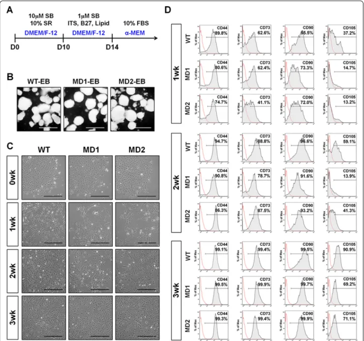 Fig. 2 Differentiation of MD-iPSCs into MSCs. a Schematic protocol for differentiation of MD-iPSCs into MSCs