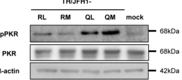 Figure 4.  PKR phosphorylation in full-length HCV RNA transfected cells. Huh-7.5.1 cells were 