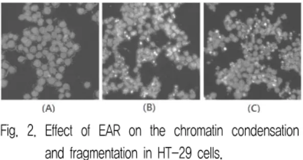 Fig.  2.  Effect  of  EAR  on  the  chromatin  condensation  and  fragmentation  in  HT-29  cells.