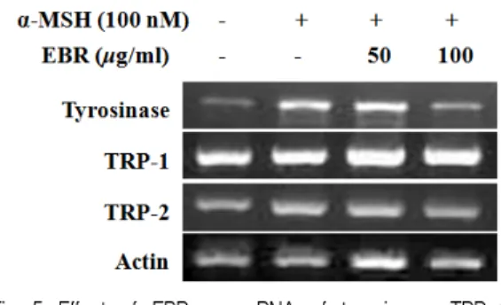 Fig. 4. Effects  of  EBR  and  α-MSH  on  tyrosinase  protein  expression.
