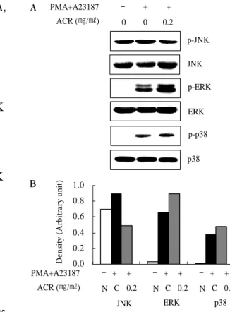 Fig. 12. Time  course  of  MAPKs  in  PMA  plus  A23187-induced  HMC-1  cells 