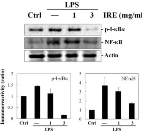 Fig. 3. Effect  of  IRE  on  the  expressions  of  p-I-κB  and  NF-κB. 
