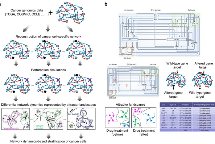 Fig. 1 Network dynamics-based strati ﬁcation of cancer cells using attractor landscape analysis of network dynamics and application to p53 network