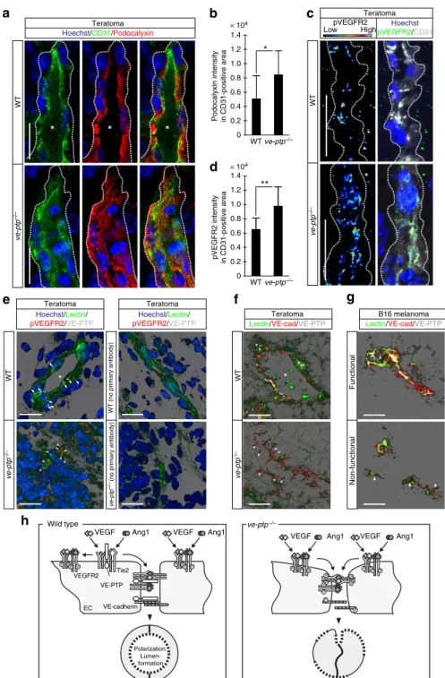 Figure 7 | VE-PTP regulates VEGFR2 activity and polarization in vivo. (a) WT and ve-ptp  /  teratoma sections show CD31 (green), podocalyxin (red) and Hoechst 33342 (blue)