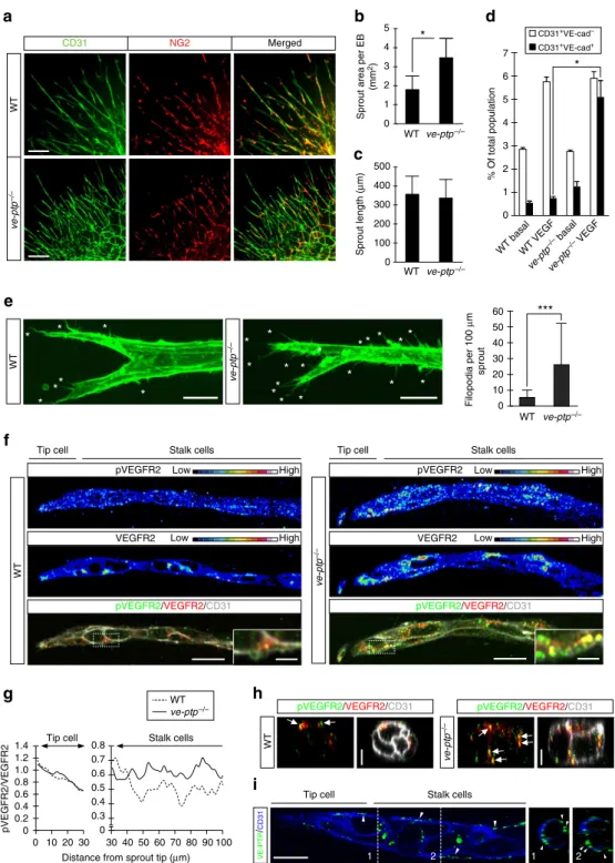 Figure 1 | VEGFR2 stalk cell activity in ve-ptp  /  EBs. WT and ve-ptp  /  EBs cultured in 3D collagen gels with VEGF (20 ng ml  1 ) until day 14, unless otherwise indicated