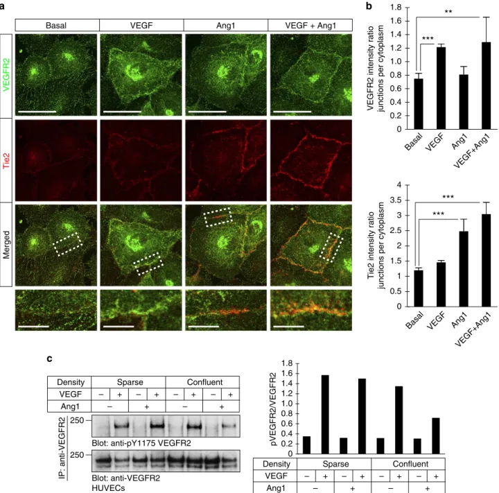 Figure 3 | Level of VEGFR2 phosphorylation is dependent on junctions. (a) HUVECs were pretreated with 200 ng ml  1 of Ang1 (30 min), followed by addition of VEGF (20 ng ml  1 , 5 min), alternatively the two ligands were used individually (Ang1 for 30 min
