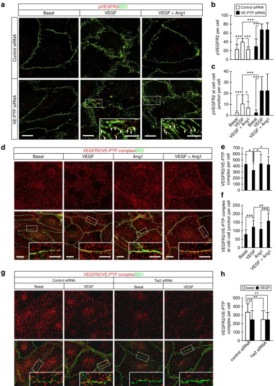 Figure 4 | Dephosphorylation of VEGFR2 at junctions. (a) HUVECs transfected with control or ve-ptp siRNA were stimulated with VEGF (20 ng ml  1 : 60 min), and with Ang1 (200 ng ml  1 ; 60 min) individually or in combination, followed by PLA for pVEGFR2/V