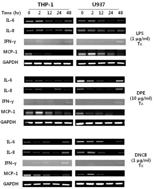 Fig. 1. Effects of LPS, DPE and DNCB on the mRNA expression of IL-6, IL-8, INF-γ and  MCP-1 in THP-1 and U937 cells.