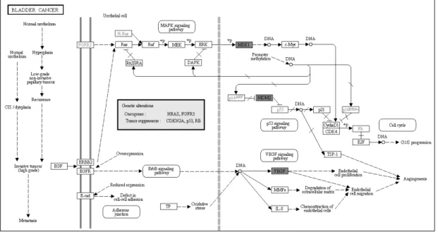 Fig. 8A. Integrated  analysis  of  pathway  on  up-regulated genes