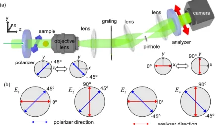 Fig. 1. Schematic of the experimental setup. (a) Polarization-dependent optical field images are  measured using diffraction phase microscopy equipped with a polarizer and an analyzer