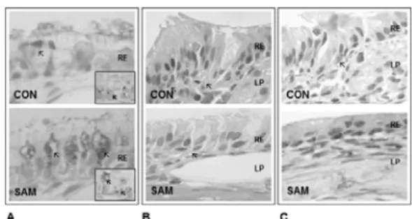 Fig. 4. The histological changes through activation  of PPAR-γ by YTT treatment in AR elicited  murine mucosa