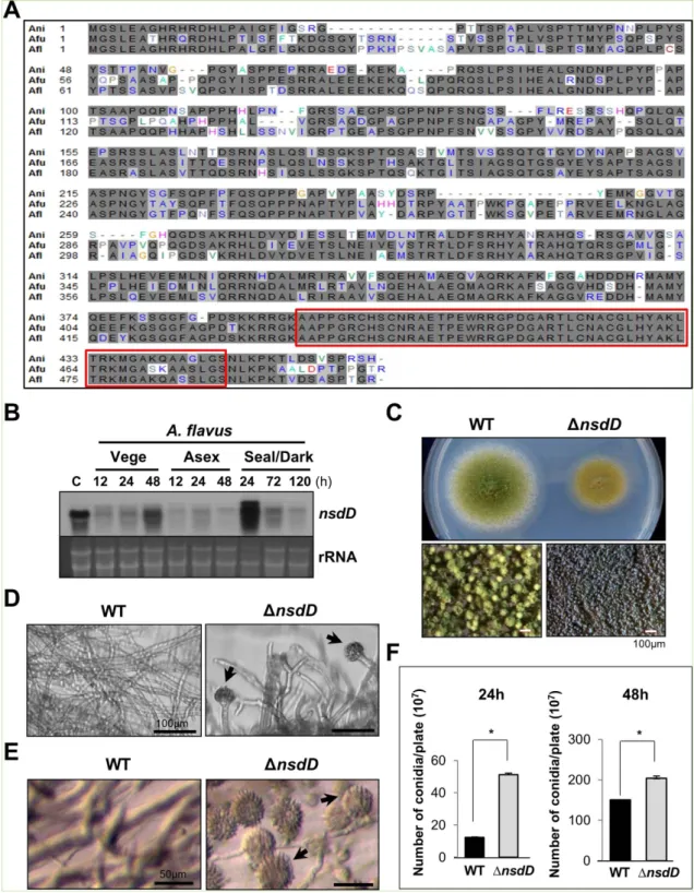 Figure 3.  Characterization of nsdD in A. flavus. (A) Alignment the NsdD proteins of A