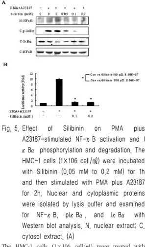 Fig. 5. Effect  of  Silibinin  on  PMA  plus  A23187-stimulated  NF-κB  activation  and  I κBα phosphorylation and degradation