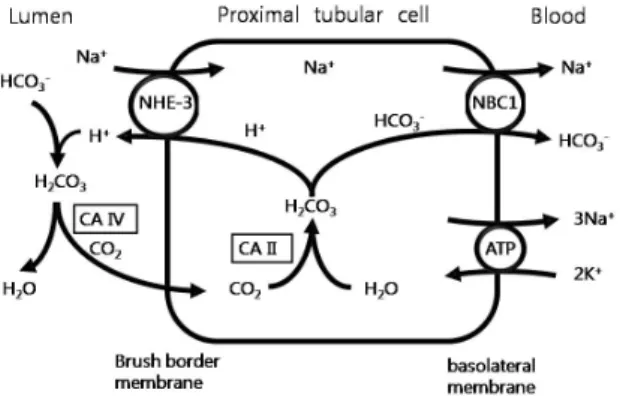 Fig. 1. Model of bicarbonate reabsorption by a proximal tubule cell.