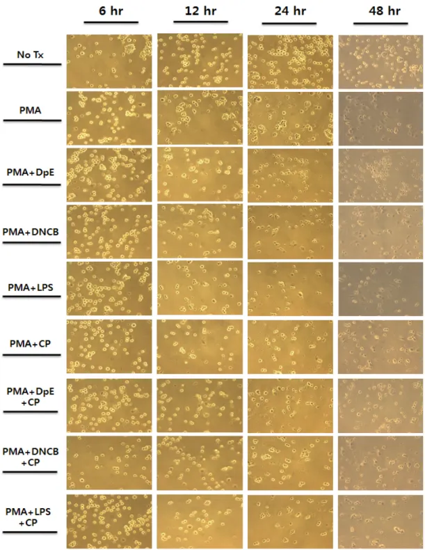 Fig. 3. Morphological changes of THP-1 cells by treatments of immune modulating substances, PMA, LPS,  DPE, DNCB and CP with phasecontrast microscope (Mag×290).