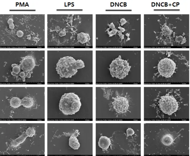 Fig. 4. Ultrastructural changes of THP-1 cells by treatments of immune modulating substances, PMA, LPS,  DNCB and CP.