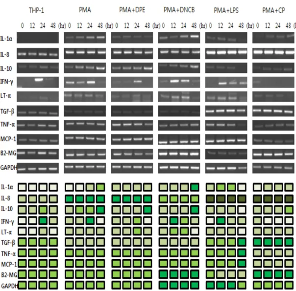Fig. 1. Effects of immune modulating substances, PMA, DPE, DNCB, LPS and CP on the mRNA expression of  various  cytokines  in  THP-1  cells