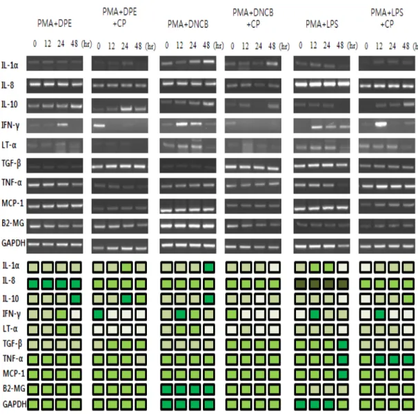 Fig. 2. Effects of immune modulating substances (DPE, DNCB and LPS) with CP on the mRNA expression  patterns  of  various  cytokines  in  PMA  treated  THP-1  cells