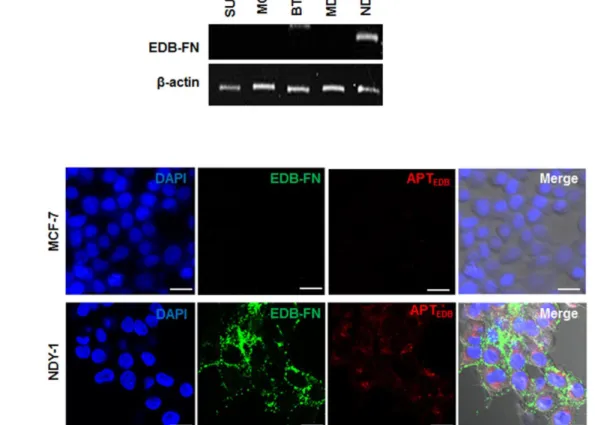 Figure 2. Analysis of the expression of extra domain-B of fibronectin (EDB-FN) and its selective targeting with an EDB-FN aptide (APT EDB )