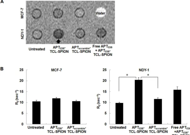 Figure 4. In vitro MRI analysis of cell phantoms. (A) Representative T 2 -weighted images of cell phantoms