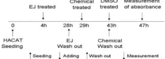 Fig. 1. Experimental schedule for protective effects  of EF against oxidative stress induced by  chemicals in HaCaT keratinocytes