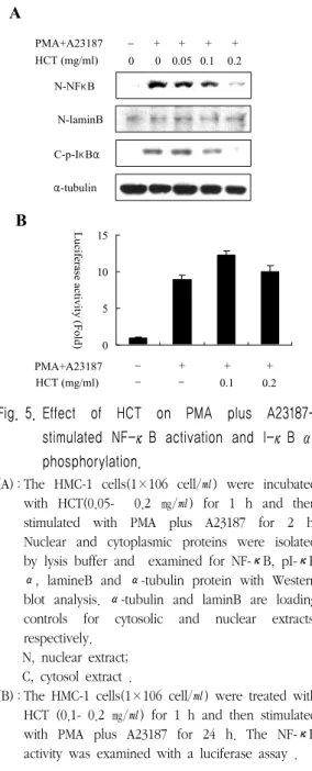 Fig. 5. Effect  of  HCT  on  PMA  plus  A23187-  stimulated  NF-κB  activation  and  I-κB  α  phosphorylation