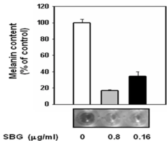 Fig.  2.  Effect  of  SBG  on  Melanogenesis  in  B16F1  cells. 