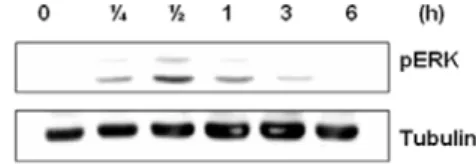 Fig. 9. SBG  inhibits  the  melanogenic  proteins  expression through the ERK pathway