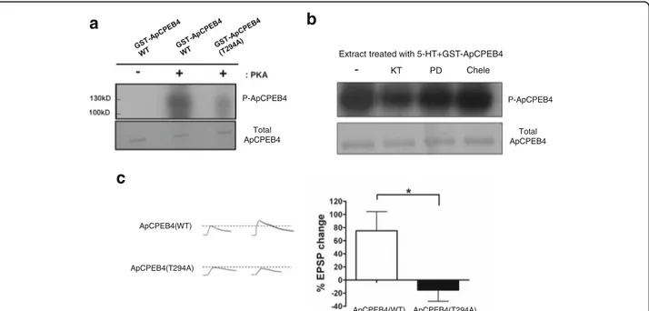 Fig. 5 Phosphorylation of ApCPEB4 is required for both the LTF formation. a In vitro phosphorylation assay showed that purified ApCPEB4 was directly phosphorylated by PKA on its 294 th threonine residue