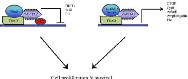 Figure 7. Model Depicting Transcriptional Control by YAP/TAZ See the Discussion for further details.