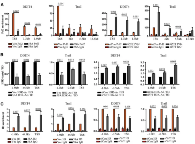Figure 4. YAP Affects Histone Acetylation and Occupancy at DDIT4 and Trail Genes