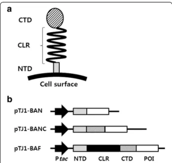 Figure 1 Cell surface display system using the BclA anchoring motif. (a) Schematic illustration of BclA on the bacterial surface