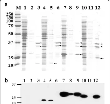 Figure 3 Confocal immunofluorescence microscope image. (a) E. coli harboring pTJ1-BAN-XynA, (b) E