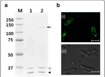 Figure 5 Display of BAN-fused monooxygenase (P450 BM3m2) on the cell surface. (a) SDS-PAGE analysis of E