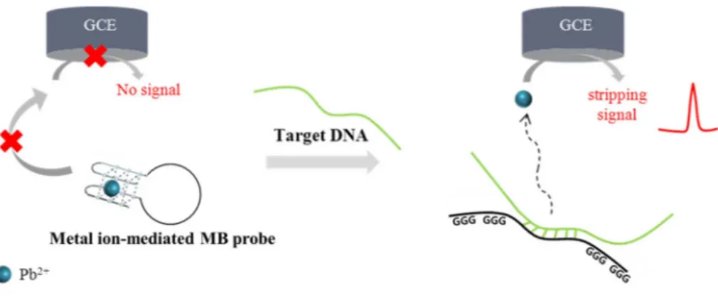 Fig. 1 illustrates a one-pot, electrochemical DNA detection method which utilizes metal ion-mediated molecular beacon (MB) probe  ra-tionally designed to contain target-specific sequence and Pb 2+ -binding aptamer