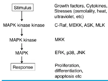 Fig. 2. Expression of MAPKs during kidney development. (A) Temporal expression of MAPKs during  kidney development