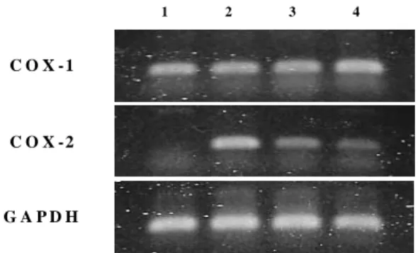 Fig. 7. Effects of SGT on the expression of COX-2  on RBL-2H3 cells.