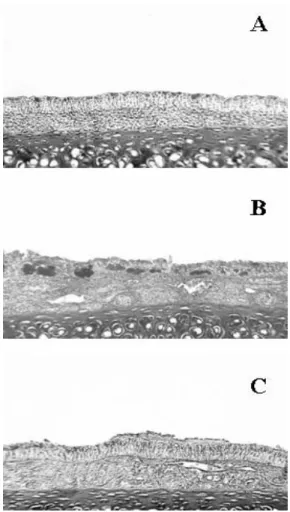 Fig. 11. Alcian  blue-P.A.S.  stained  image  of  the  nasal  mucosa  &amp;  submucosa  (A=normal,  B=control,  C=sample,  ×250)