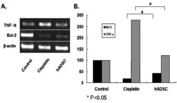 Fig. 2. The effects of the adipose-derived stem cells on the renal functions. (A) The serum levels of BUN were  16.3±1.4 mg/dL in the control group, 94.4±28.9 mg/dL in the cisplatin group and 61.2±32.4 mg/dL in the  ADSC group