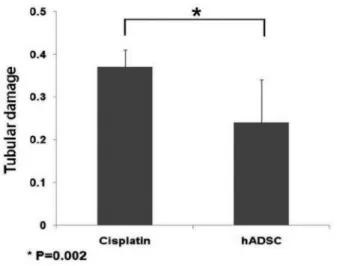 Fig. 5. The ratio of the renal injury to the overall cortex in each group. 