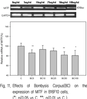 Fig. 11. Effects  of  Bombysis  Corpus(BC)  on  the  expression of MITF in B16F10 cells