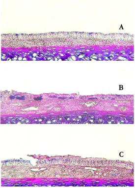 Fig. 11. Alcian blue-P.A.S. stained image of the  nasal mucosa &amp; submucosa (A=normal,  B=control, C=sample, ×250)