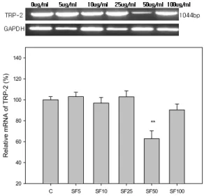 Fig. 7. Effects  of  Schizandrae  Fructus (SF)  on  the  expression of TRP-2 in B16F10 cells.