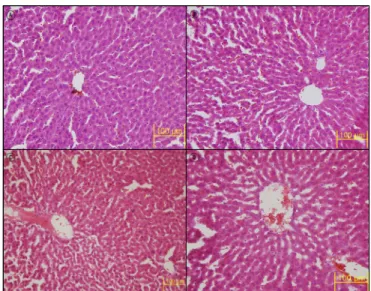 Fig.  1  Observation  of  rat’s  Liver  on  H&amp;E  stained  by  optical  microscopy(magnification  :  200×)  after  7  days.