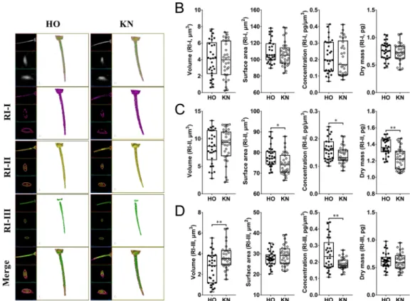 Fig. S3C and Supplementary Fig. S3D). Specifically, the RI-II substances started from the bottom of the head and  gradually decreased toward the acrosome until they were completely undetectable (Fig.  6A–G )