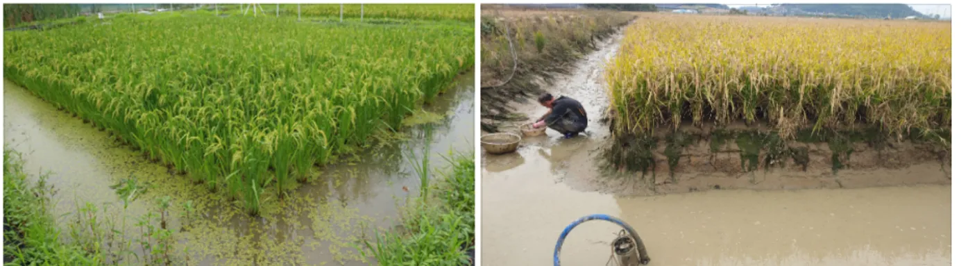 Fig. 1. The study site and freshwater fish harvest