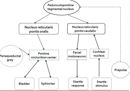 Fig. 1. Schematic representation of brain stem pathways involved in the me- me-diation of micturition and prepulse inhibition of startle