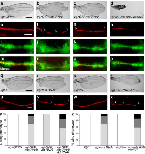 Figure 4.  Vtd reduction enhances notching phenotypes in mts knockdown wing. Effects of RNAi knockdown 